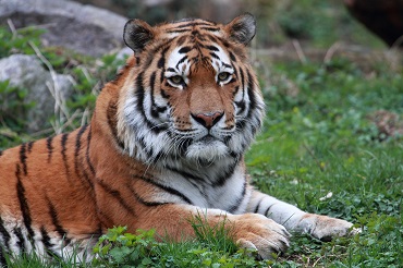 Tiger Igor (Foto: T. Schmeing)