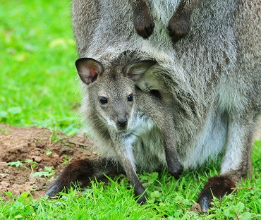 Känguru (Foto: E. Jenßen)